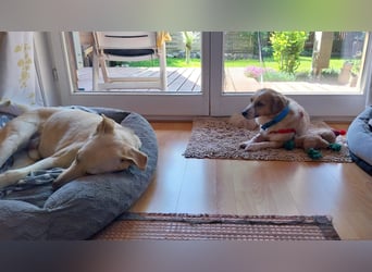 Mira, zuckersüße kleine Traumhündin, sozial, katzenverträglich