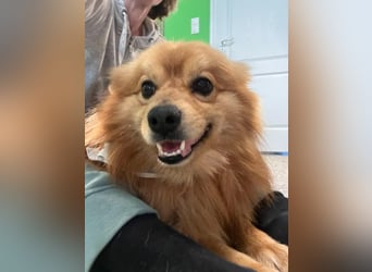 Charlie SR - Süßer Schatz sucht liebevolles Zuhause!