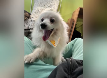 Louie SR – Ein kleiner Spitz mit großem Herz sucht sein Zuhause