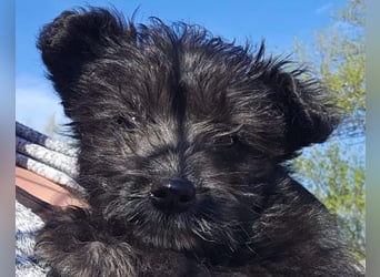 Lulu ❤️ kleines, liebes Yorki-Mix Mädchen