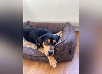 Zako sucht sein Für-Immer-Zuhause ❤️
