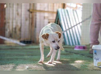 Adela – kleine Hundedame sucht ihr erstes richtiges Zuhause