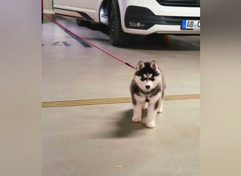 FCI Pedigree Blue Eyed Black & White Siberian Husky Champion Puppy