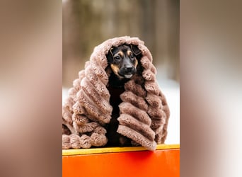 Afina , zuckersüße maus wartet ...