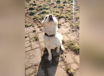 Hilde - wartet in der Eifel