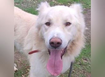 Falcon - junger beeindruckender feiner Hundemann