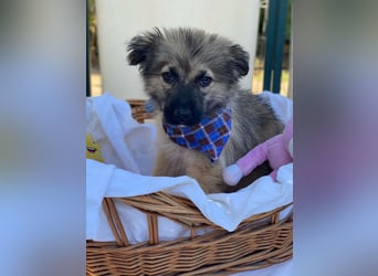 Dömpi LM - Zuhause gesucht – Neun kleine Hundekinder auf großer Mission