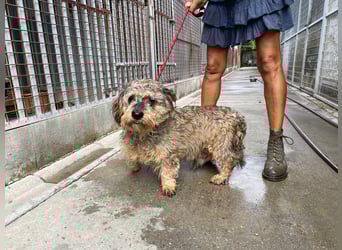 Maszola, Senior wurde einfach im Tierheim abgegeben