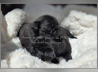 Mops Welpen
