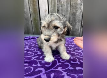 Chloe