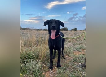Liebevoller, verspielter Shadow sucht eine Familie!