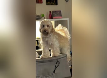 GOLDENDOODLE Traum ! Bezaubernde Welpen aus langjähriger+überprüfter Familienaufzucht.