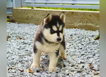 FCI Pedigree Blue Eyed Black & White Siberian Husky Champion Puppy