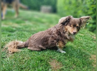 Winnie, Gnadenplatz gesucht, PS in 31633 Leese