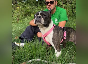 Venus - Klein, klug, kuschelig: Boston Terrier Lady auf der Suche nach Liebe ❤️