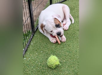 American Bulldog Welpen