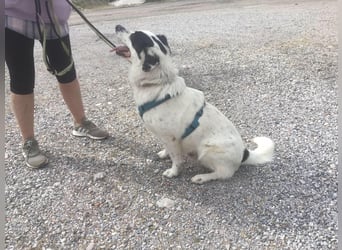 Rocky möchte eine 2.Chance für eine Familie haben