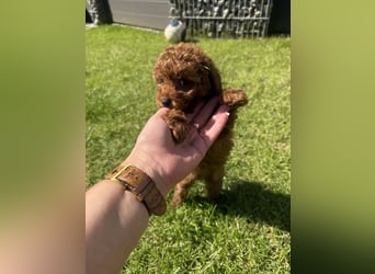 Kleine Toy Pudel rot braun (asiatische Linie)