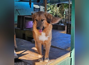 Zauberhafte Alice❤️ (1 Jahr) sucht Pflege- oder Endstelle