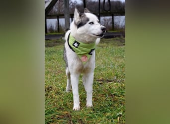 Oktavius ist ein toller Hundemann