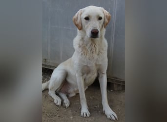 Legolas, geb. 11/2017, lebt in GRIECHENLAND, im städt. Tierheim Serres
