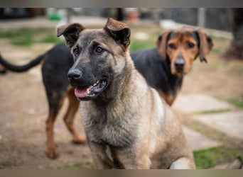 Nala - sportlich und freundlich