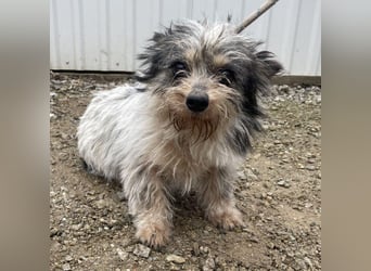 AMOR - KLEINER YORKIE MIX