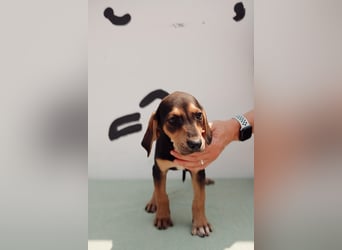 Jagdhund Mix Emil