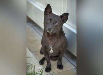Sucki der kleine Schmuser