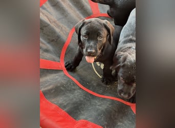 Nur 2 Labrador Weibchen mit Ahnenpass 2 Rüden & 6 Weibchen in Schwarz