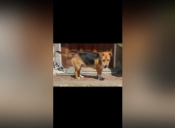 Linus der perfekte Familienhund