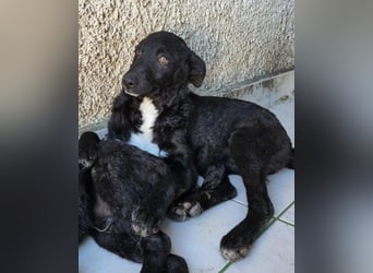 Jane ❤️ neugieres, liebes Hundemädchen