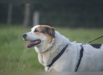 Sharky - Großer gemütlicher Bär sucht Familie zum Liebhaben (47839 Krefeld)