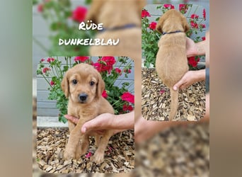 Labradoodle und Goldendoodle Mini/ Medium Welpen in verschiedenen Farben