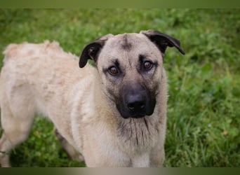 Vito: Junghund sucht ein Zuhause