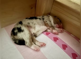 Blue Merle Hündin, Australian Shepherd