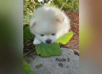 Pomeranian Zwergspitz Welpe