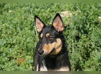 Yassi (Spanien) - wunderschöne Schäferhund-Mischlingshündin