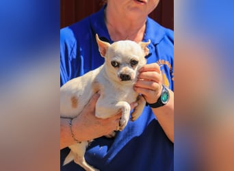 Kulcs PP – Zarte Chihuahua-Hündin sucht liebevolles Zuhause mit Herz
