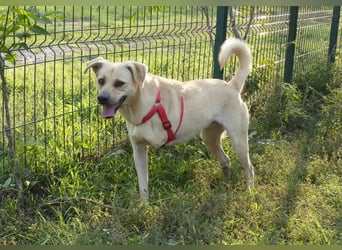 Asya - fröhliche, verspielte, dreibeinige Labrador Retriever-Mix Hündin / zur Zeit noch in Rumänien