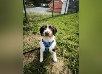 Rambo sucht ein neues Zuhause