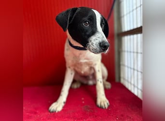 ❤️ zarte Hundeseele SAMMY - 8 Monate, 40cm/11kg - Mischling