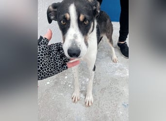 Naira, mit ihren Geschwistern Aiko und Sarabi sucht sie auch ein Körbchen