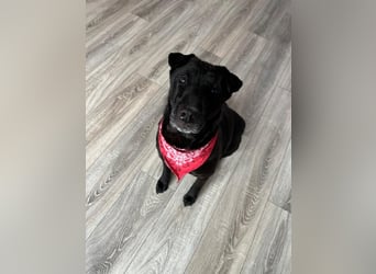 FRIDA ❤️ gemütlicher Labrador Shar-Pei Dame, Pflegefamilie Köln