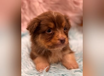 Tolle kleine Mini Australian Shepherd Welpen suchen Ihre Herzenfank