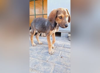 Leon sucht seine Menschen