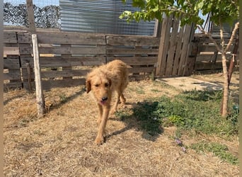 Kelly – Griffon Mix: sanfte Hundeseele sucht dringend ein Zuhause voller Liebe