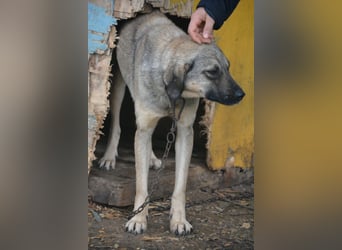 „Sally“, Kangal-Mixhündin, ca. 2022/2023 geboren, ruhig, zurückhaltend