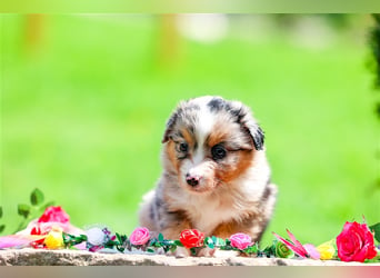 Mini American Shepherd (Showlinie)