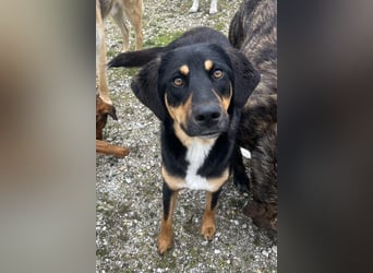 Letti, geb. ca. 05/2024, lebt in GRIECHENLAND, auf einem Gelände, auf dem die Hunde notdürftig verso